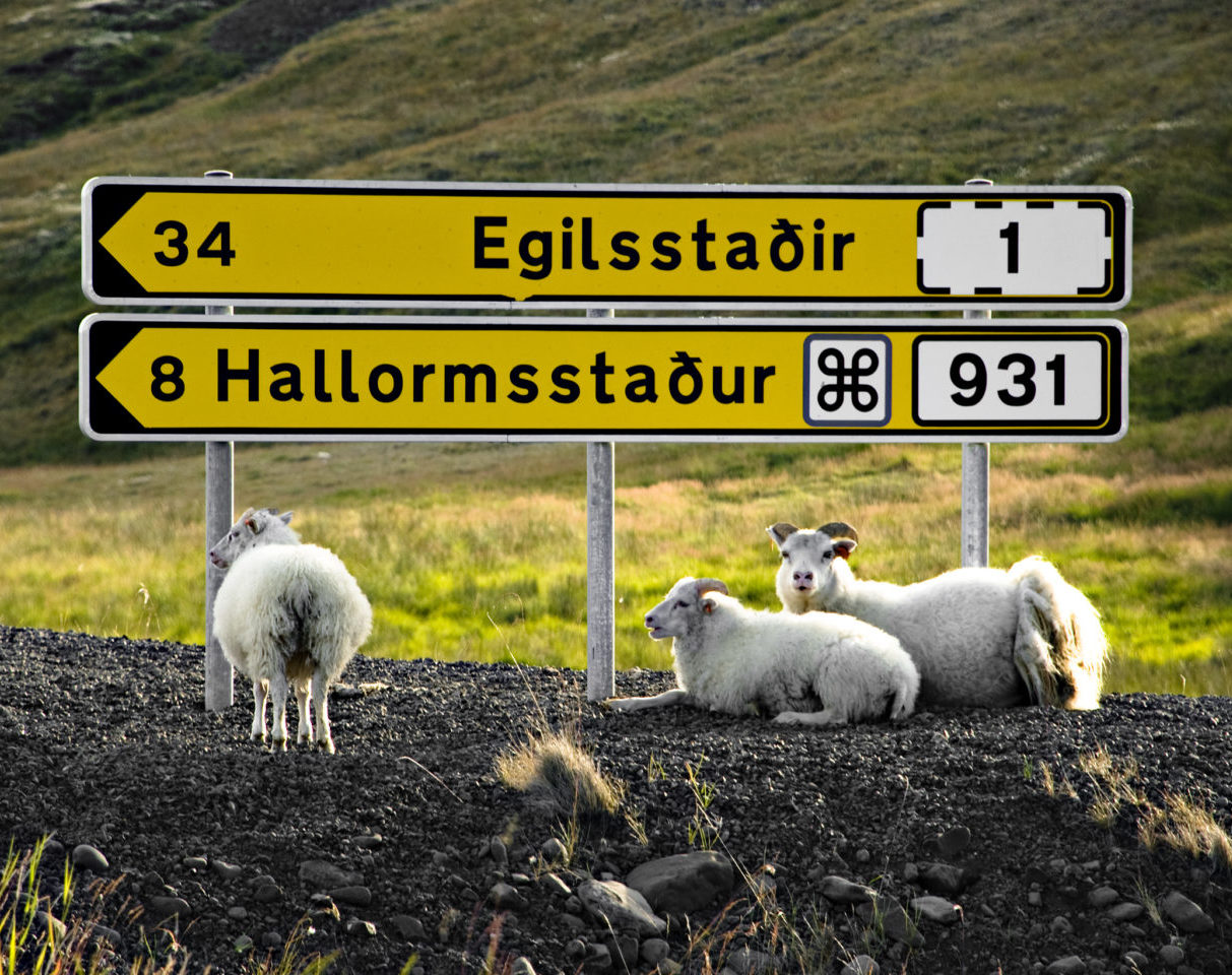 Egilsstadir schapen Oost-IJsland