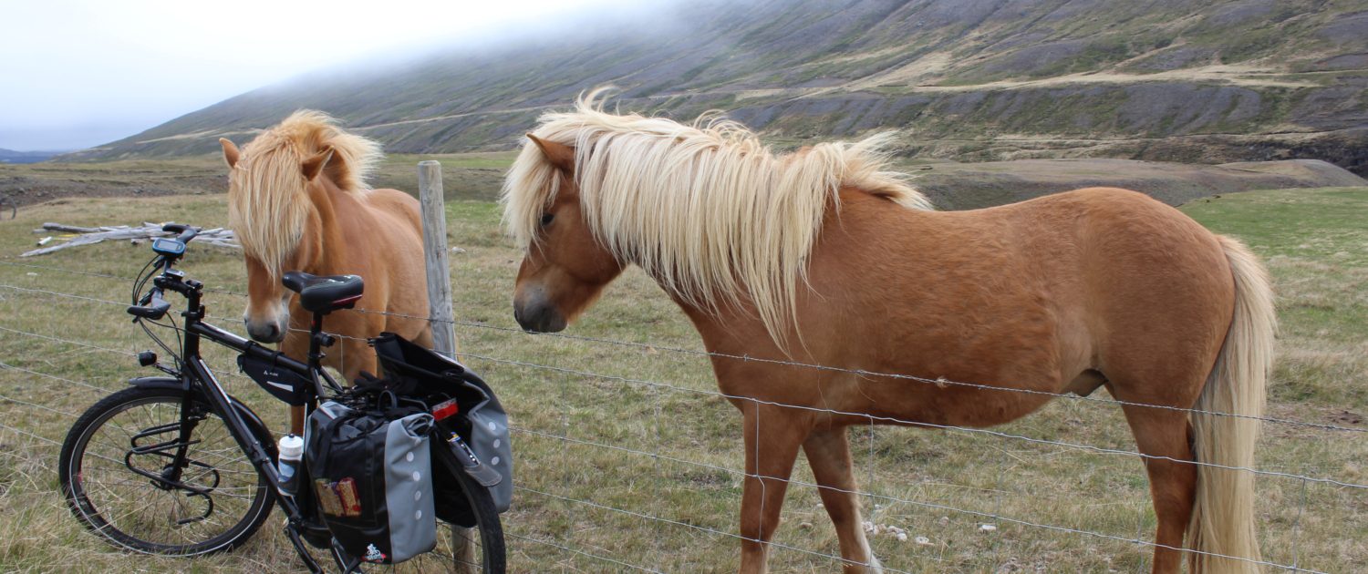 IJslandse paardjes