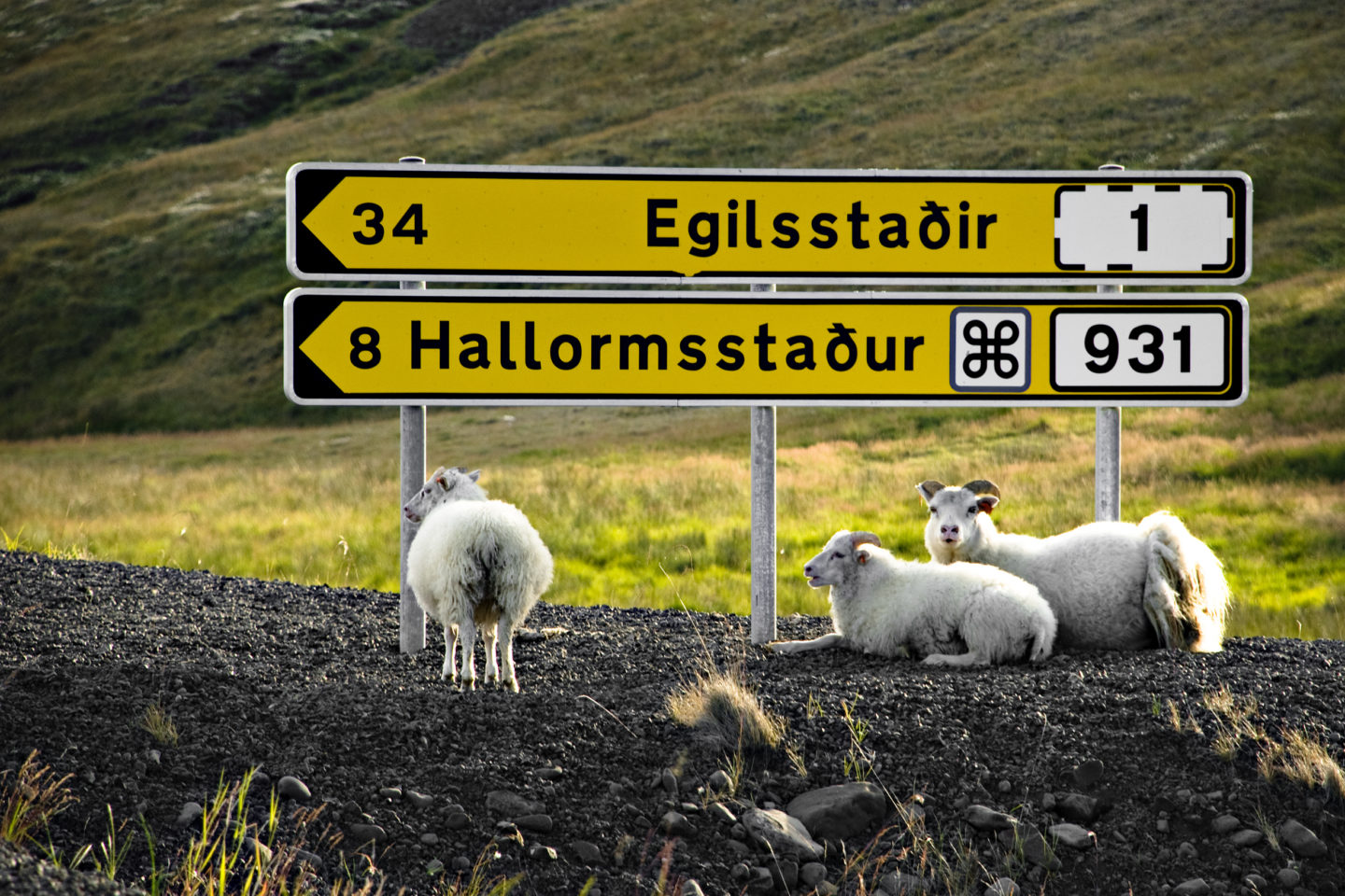 Oost-IJsland Egilsstaðir-Schapen