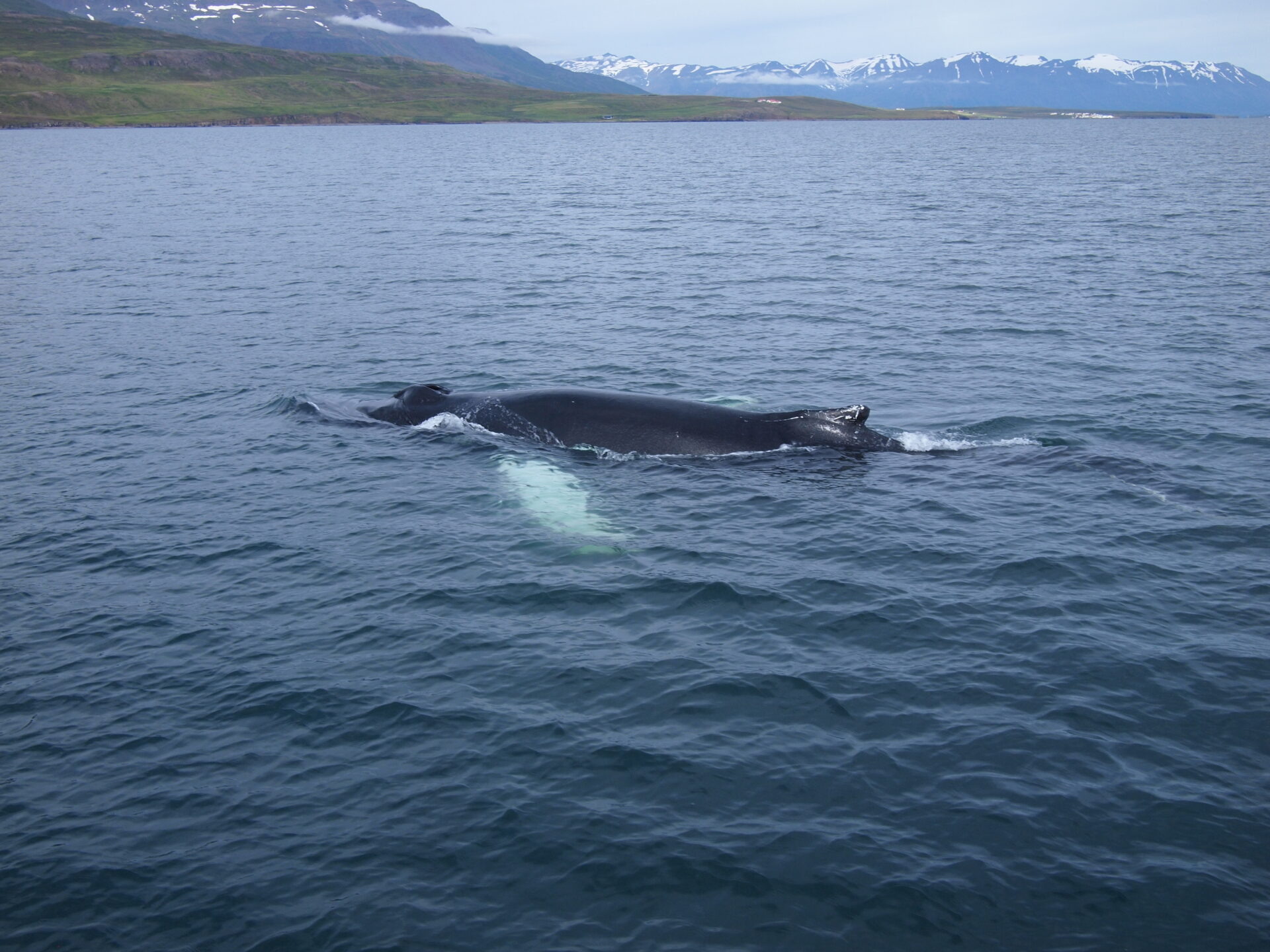 Walvis Noord-IJsland