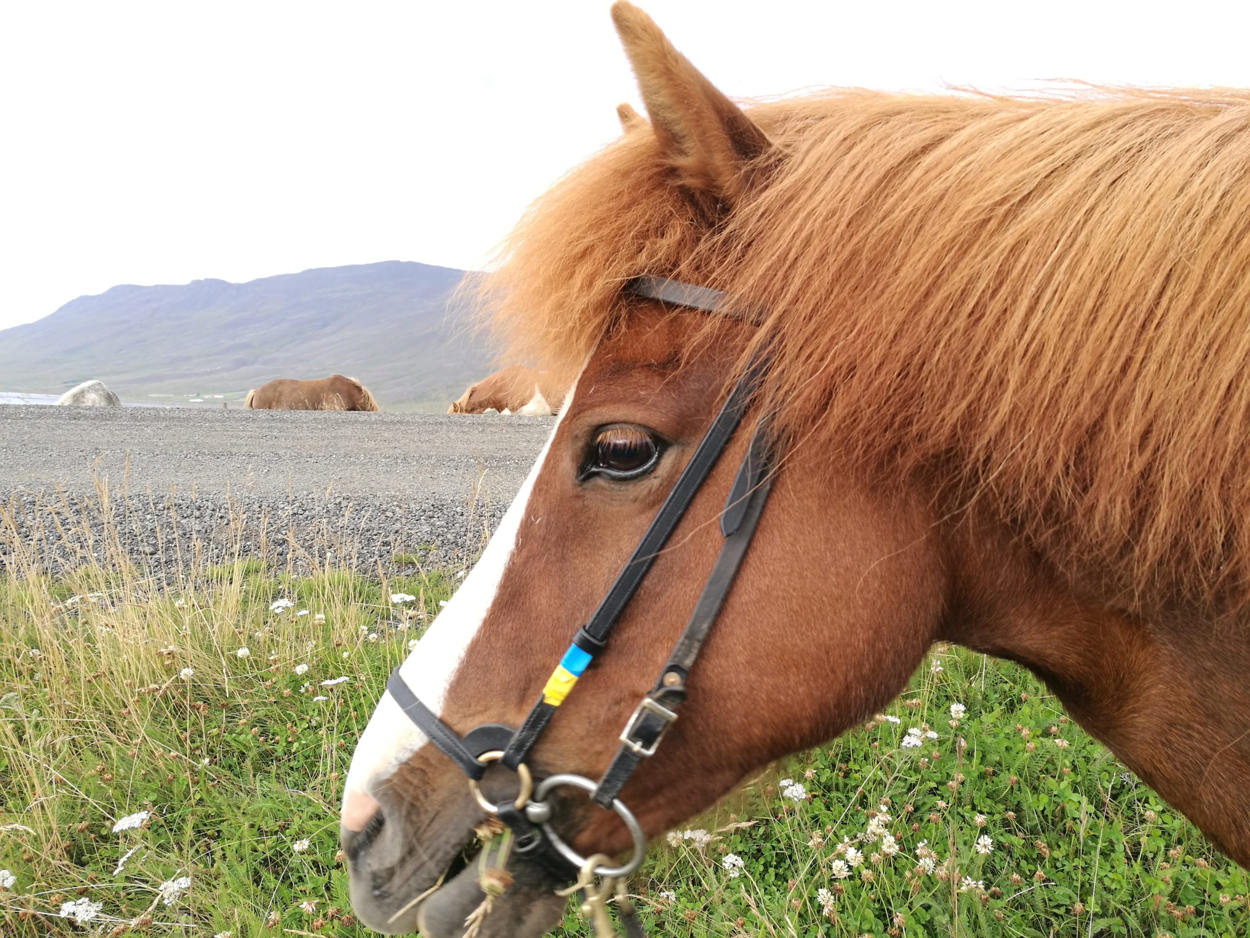 Een IJslands paard