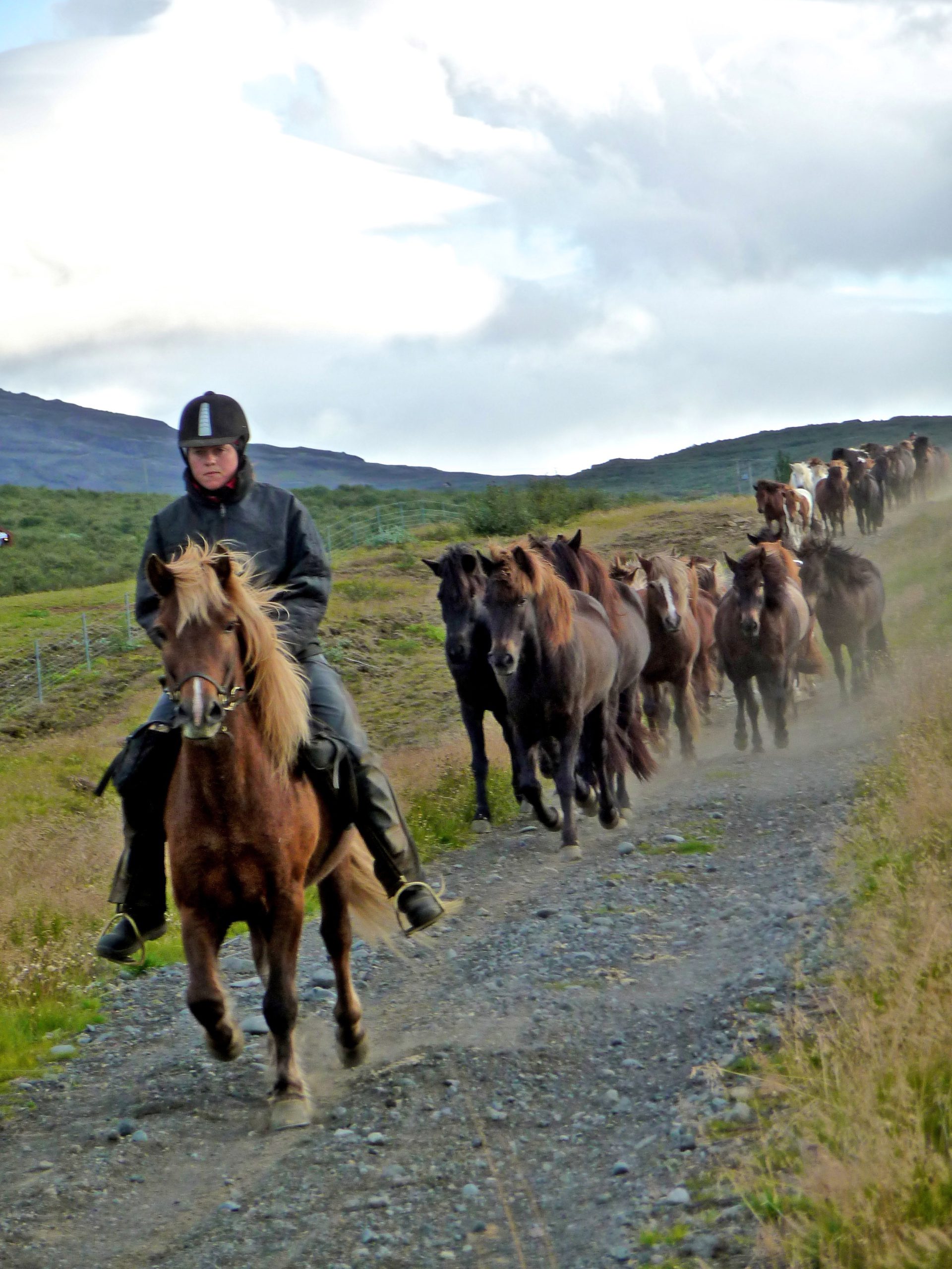 Een kudde IJslandse paarden
