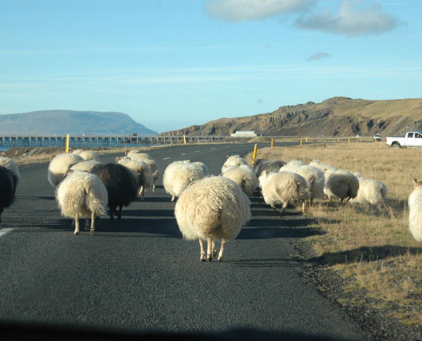IJsland inspiratie studiereis schapen op de weg