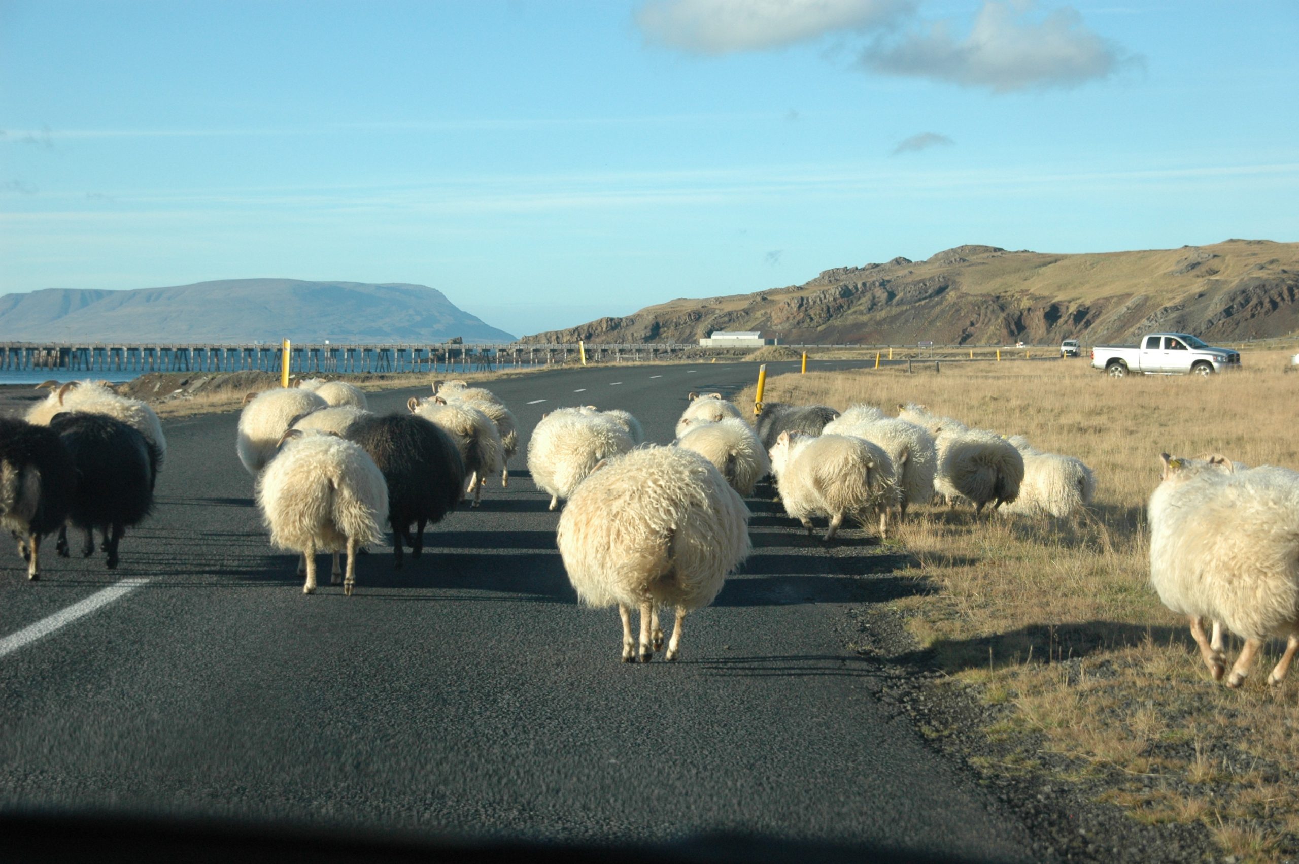 IJsland inspiratie studiereis schapen op de weg