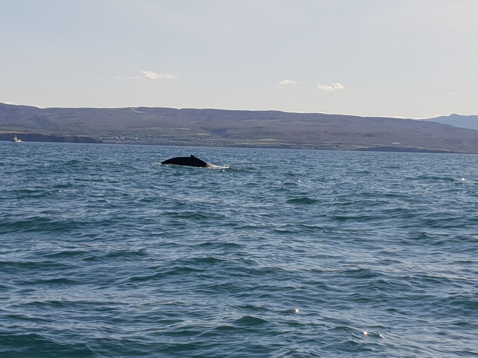 IJsland inspiratie studiereis walvis