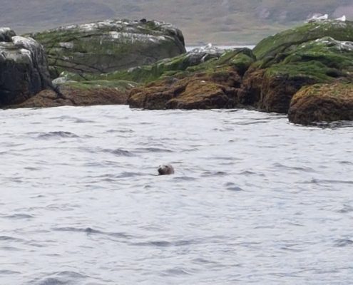 IJsland inspiratie studiereis zeehond