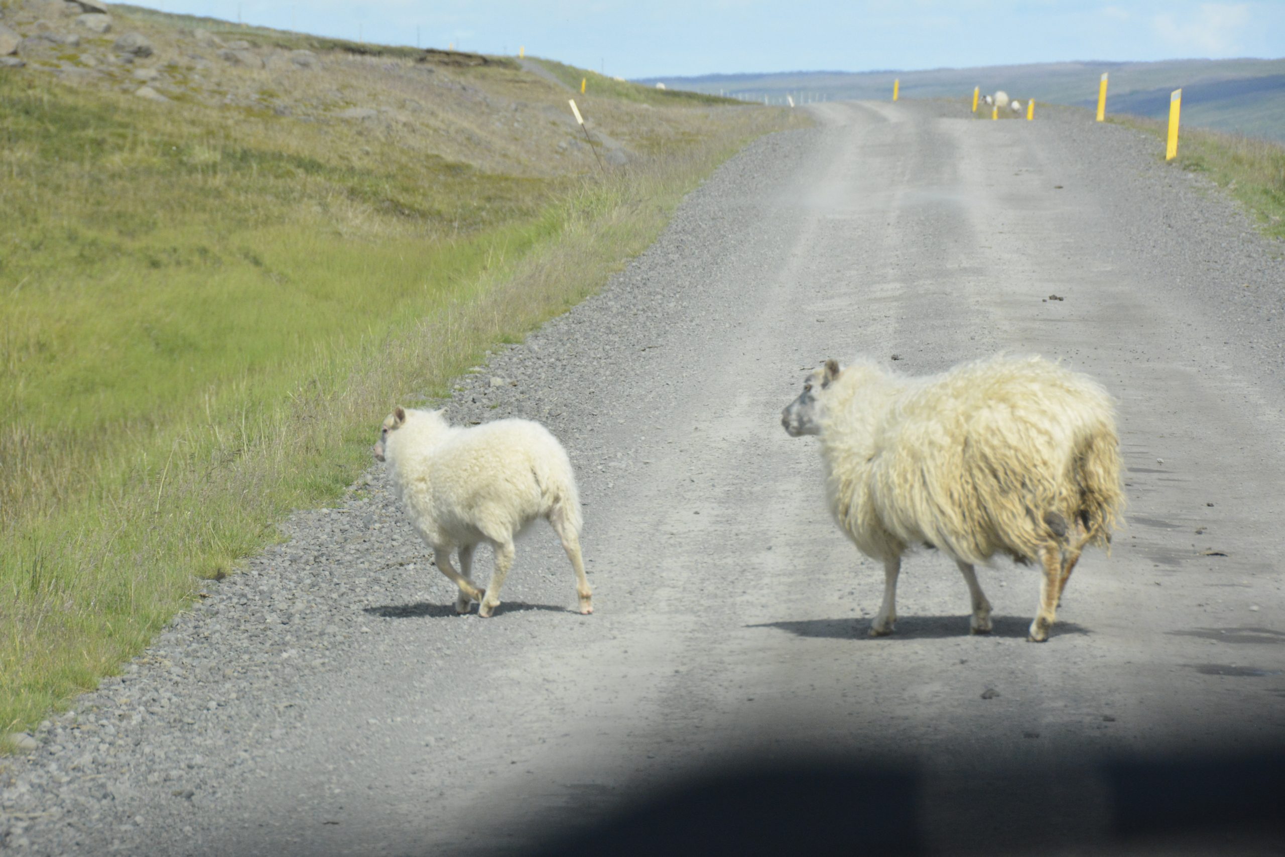 Reisblog IJsland schapen