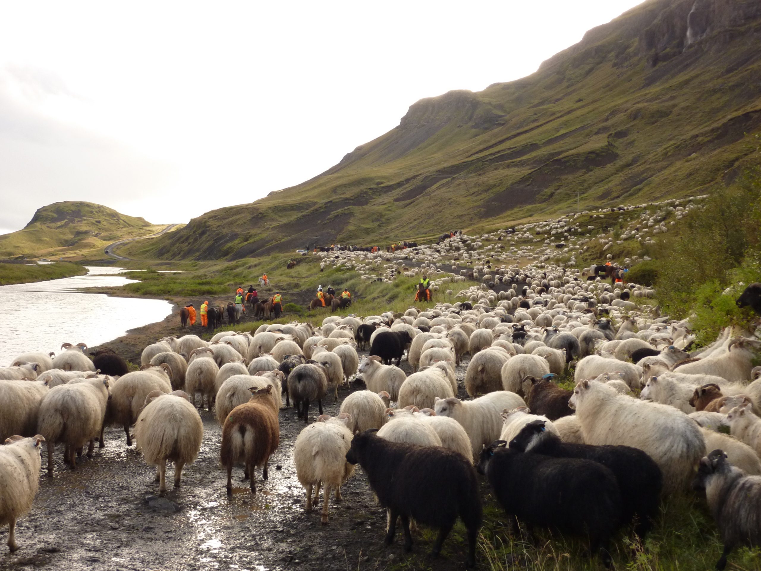 Sheep round up op IJsland