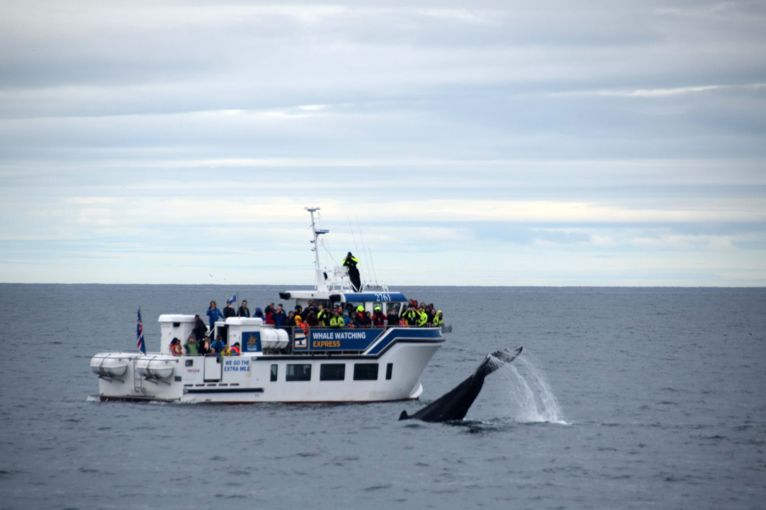 Walvissen spotten vanuit Reykjavík