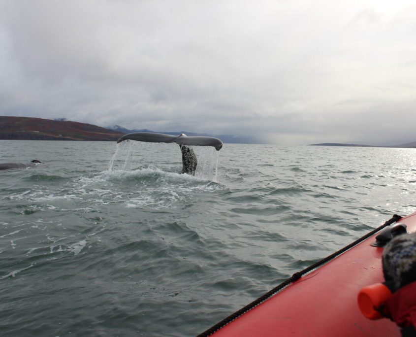 Dag 7 Dalvik Whalewatching