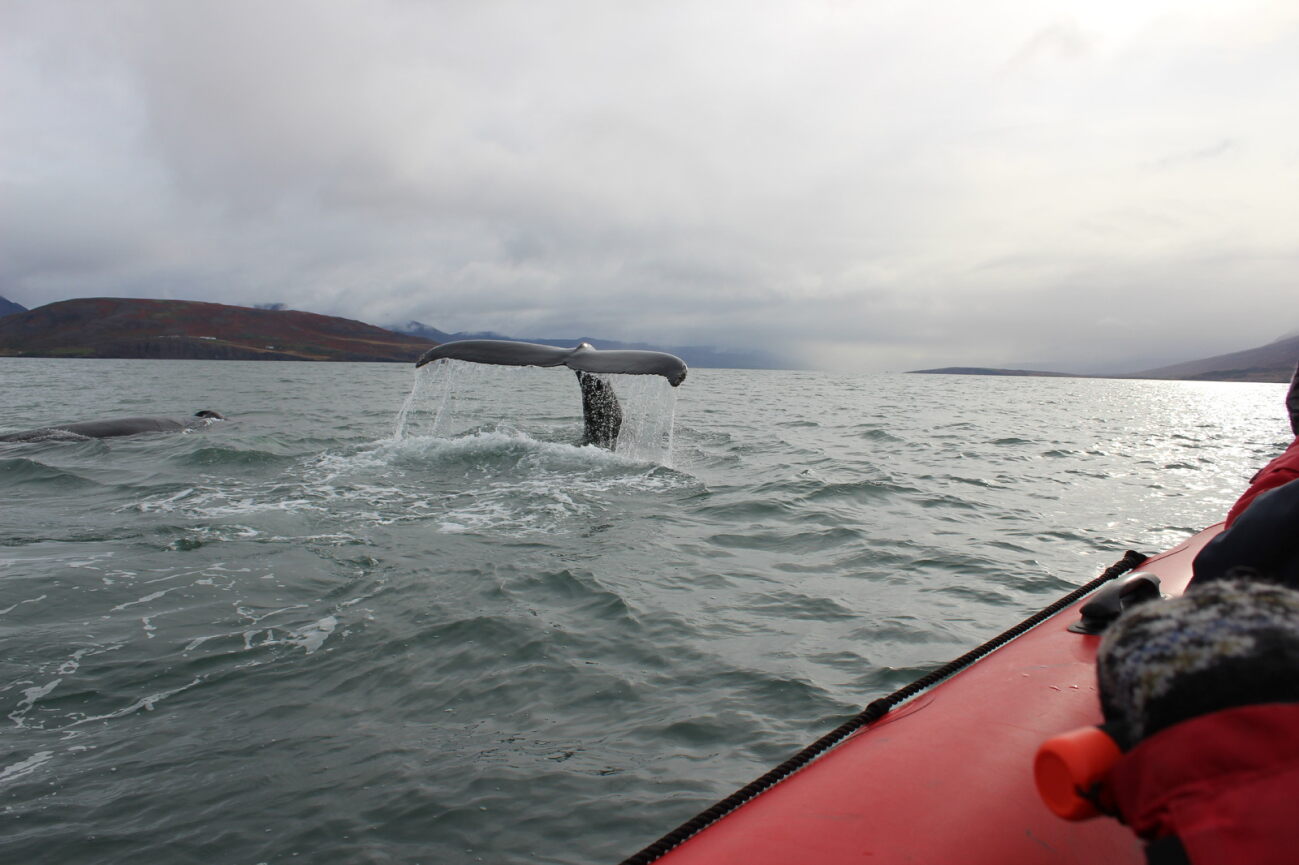 Dag 7 Dalvik Whalewatching