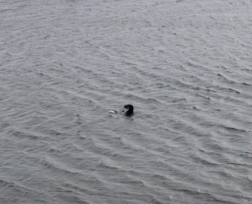 Dag 8 Zeehonden spotten bij Illugarstadir