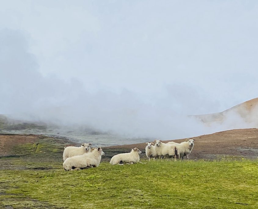 Laugavegur Groepsreis Anna Rottier - 28 juli - Landmannalaugar schapen