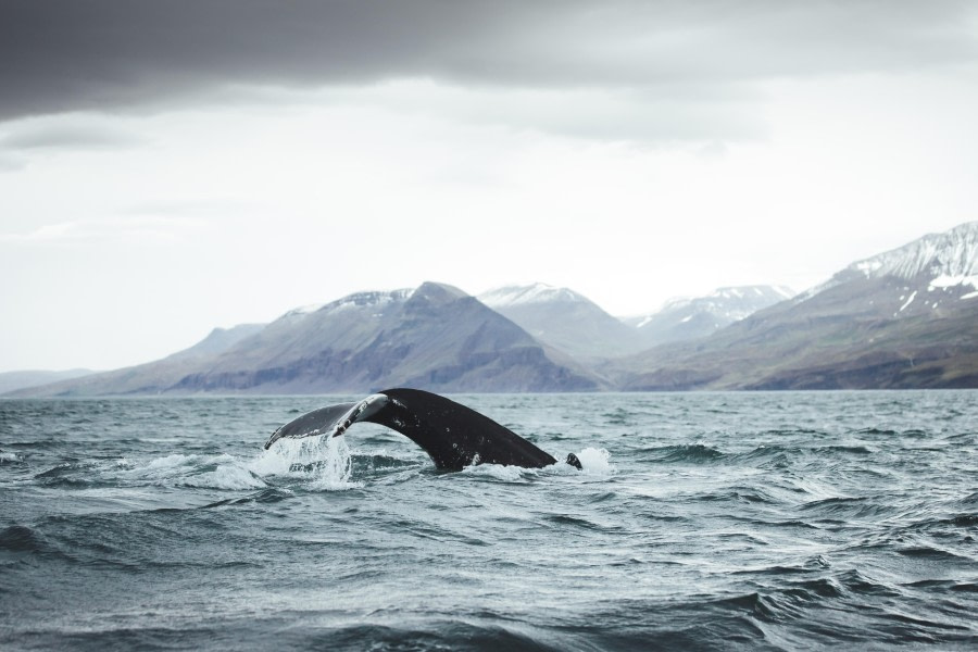 Walvissen spotten, © Oceanwide Expeditions